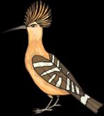 Hoopoe  clipart