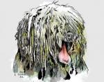 Komondor coloring