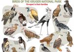 Kruger National Park clipart