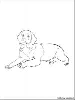 Labrador Retriever coloring