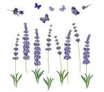 Lavender clipart