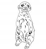 Meerkat svg