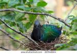 Nicobar Pigeon clipart