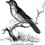 Nightingale clipart