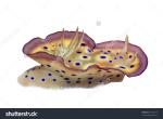 Nudibranch clipart