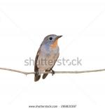 Old World Flycatcher clipart