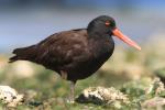 Oyster Catchers svg