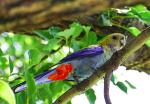 Pale-headed Rosella svg