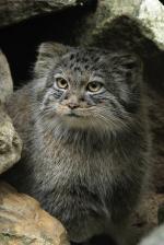 Pallas's Cat svg