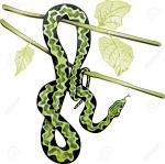 Tree Python clipart