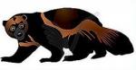 Wolverine clipart