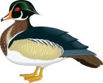 Wood Duck clipart