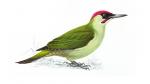 Yellow-bellied Long-bill clipart