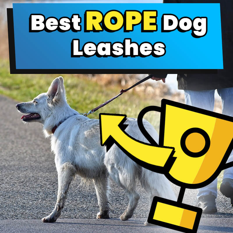 best rope dog leash