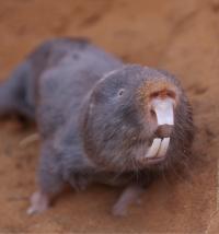 Mole Rat 2