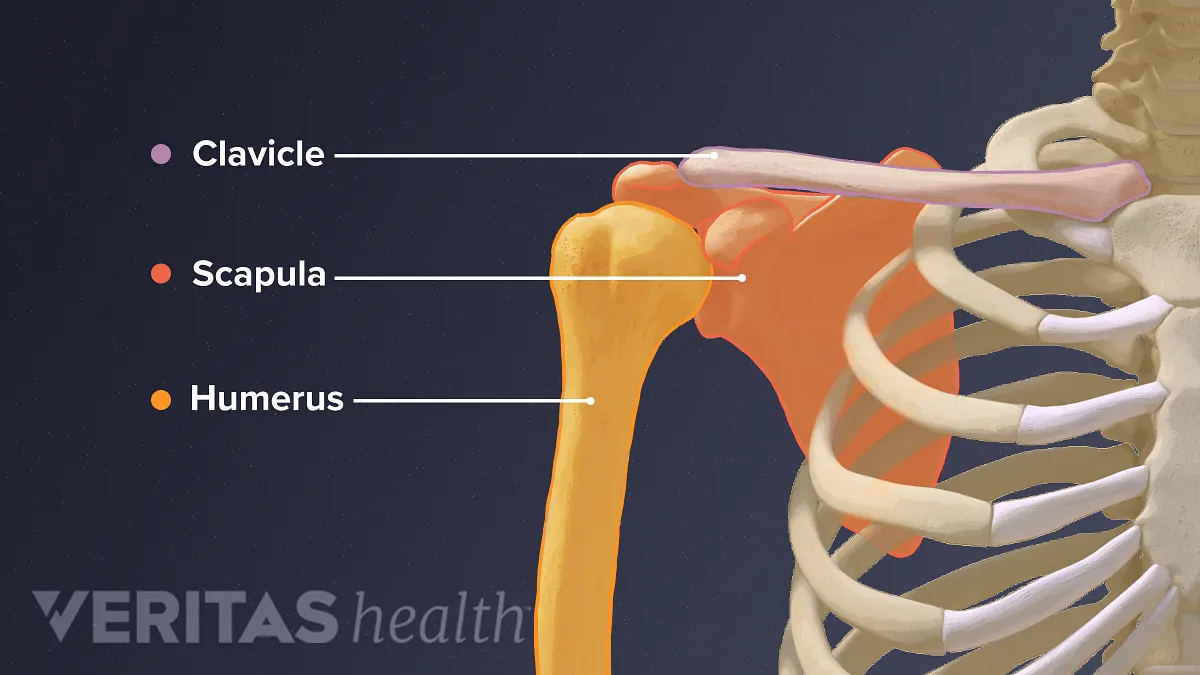 Guide To Shoulder Anatomy