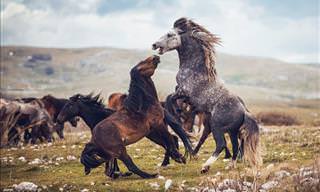 Breathtaking Photos of Wild Horses