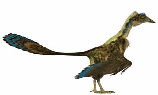 Introducing Archaeopteryx: The First Bird