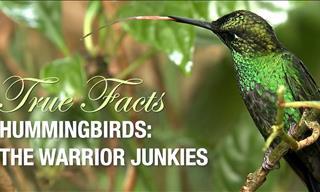 The Hummingbird: Fun Facts about the World's Smallest Bird