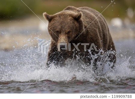 Brown Bear Fishing for Sockeye Salmon in Alaksa  119909788