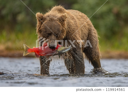 Brown Bear Fishing for Sockeye Salmon in Alaksa  119914561