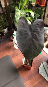 I live in zone 7 and my house faces all 4 directions equally. I Just Got A Colocasia Black Magic Looking For Some Tips On Keeping It Alive Will Be Kept Indoors As I Live In Alberta I Am Going To Set Up A