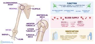 Minute anatomy.—a transverse section of dense bone may be cut with a saw and ground down until it is sufficiently thin. Humerus What Is It Location Function Most Important Facts And More Osmosis