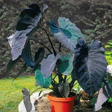 When writing scientific names, you never capitalize the second word, called the specific epithet. Black Taro Colocasia Esculenta Black Magic For Sale Myhomenature