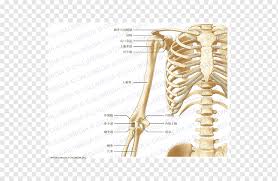 Your shoulder and arm bones have roughened patches on their surfaces where muscles are attached. Thorax Human Body Bone Anatomy Coronal Plane Skeleton Angle Anatomy Arm Png Pngwing