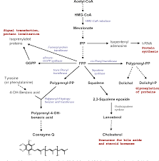 Check spelling or type a new query. Coenzyme Q Biosynthesis And Functions Semantic Scholar