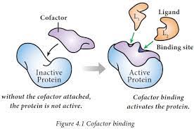 Maybe you would like to learn more about one of these? Coenzyme