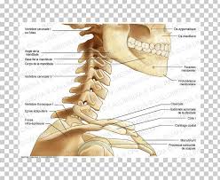 How to draw reference resources tutorial practice anatomy human constructive artists learn arm forearm elbow wrist hand bones. Neck Thumb Bone Human Anatomy Png Clipart Anatomy Arm Bone Carpal Bones Claw Free Png Download