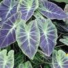 Black magic elephant ear, elephant ear black magic, colocasia, elephant ear. Https Encrypted Tbn0 Gstatic Com Images Q Tbn And9gctwvh2mmlx5k1ywhbmbckhzz9nwvfjf5gy2asuzixxahijyyvx6 Usqp Cau