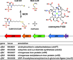 Maybe you would like to learn more about one of these? The Biosynthetic Pathway Of Coenzyme F430 In Methanogenic And Methanotrophic Archaea Science