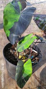 Native to tropical asia, black magic is a relative of the taro plant, which has been a food staple in the region for generations. Colocasia Esculenta Black Colocasia Black Magic Taro Black Elephant Ear Malanga Amarillo Dasheen Toptropicals Com