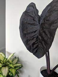 Please follow this link to find out more information about this plant. Black Magic Colocasia Houseplants