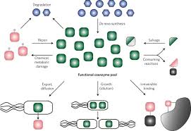 Check spelling or type a new query. Longevity Of Major Coenzymes Allows Minimal De Novo Synthesis In Microorganisms Nature Microbiology