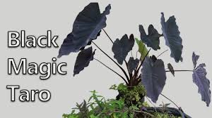 Colocasia 'black magic' & 'black ripple'. Season 4 Pond Tub Standout Plant Youtube