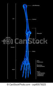 If this be examined with a rather low power the bone will be seen to be mapped out into a number of circular districts each consisting of a central hole surrounded by a number of. Infographic Diagram Of Human Skeleton Upper Limb Bone Anatomy System Or Arm Bone Anterior View 3d Medical Illustration Canstock