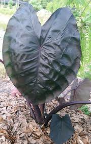 Please follow this link to find out more information about this plant. Colocasia Esculenta Black Colocasia Black Magic Taro Black Elephant Ear Malanga Amarillo Dasheen Toptropicals Com