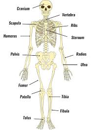 This is a long bone that helps in supporting and moving the upper arm. The Human Skeleton Bones Structure Function Teachpe Com