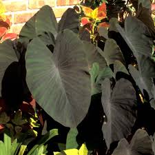 Buy colocasia esculenta 'black magic' taro: Colocasia Black Magic Terra Nova Nurseries Inc