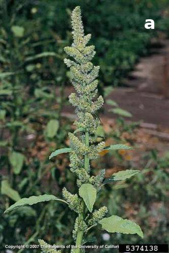 Redroot pigweed inflorescence