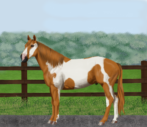 Horse Information - ꘨ Jettison