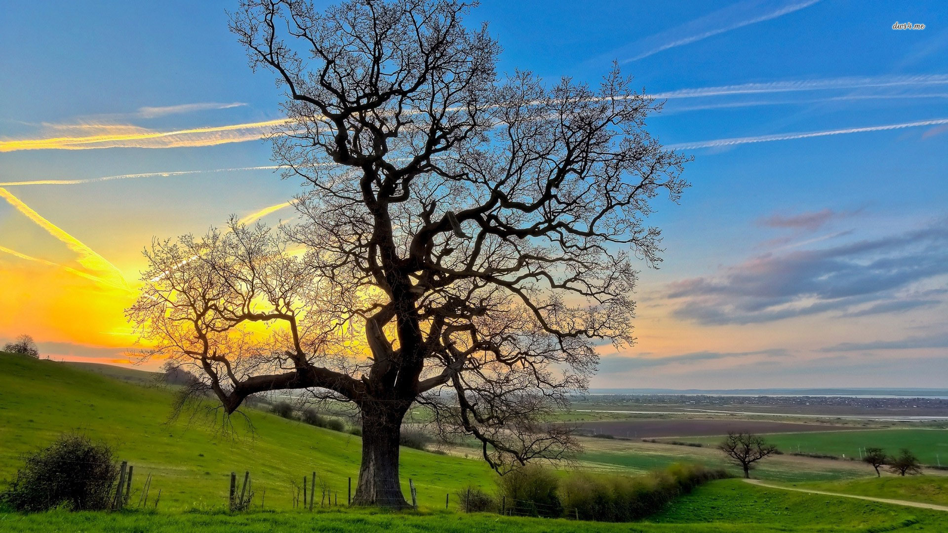 ... Beautiful oak tree wallpaper 1920x1080 ...