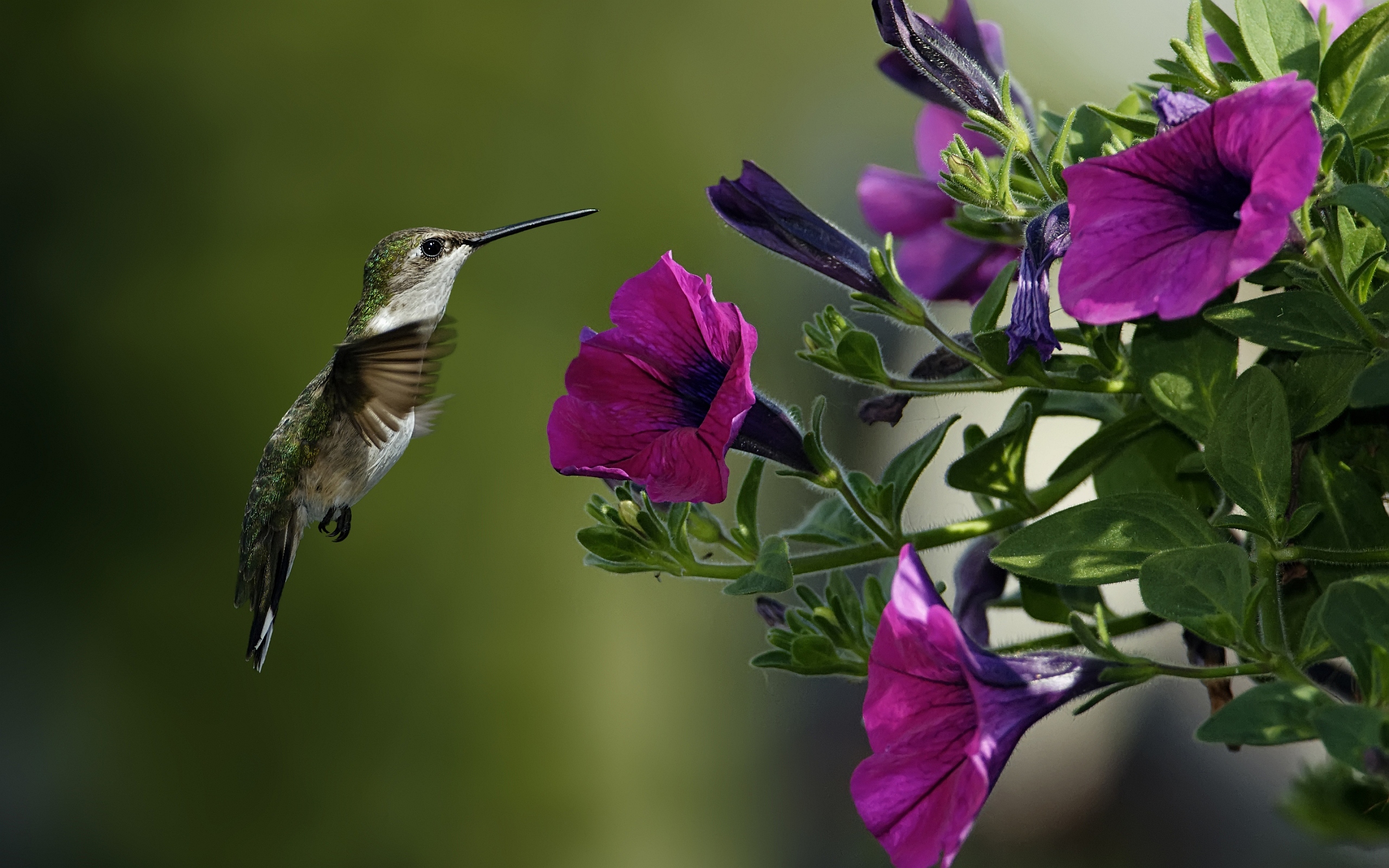 Colibri Flower