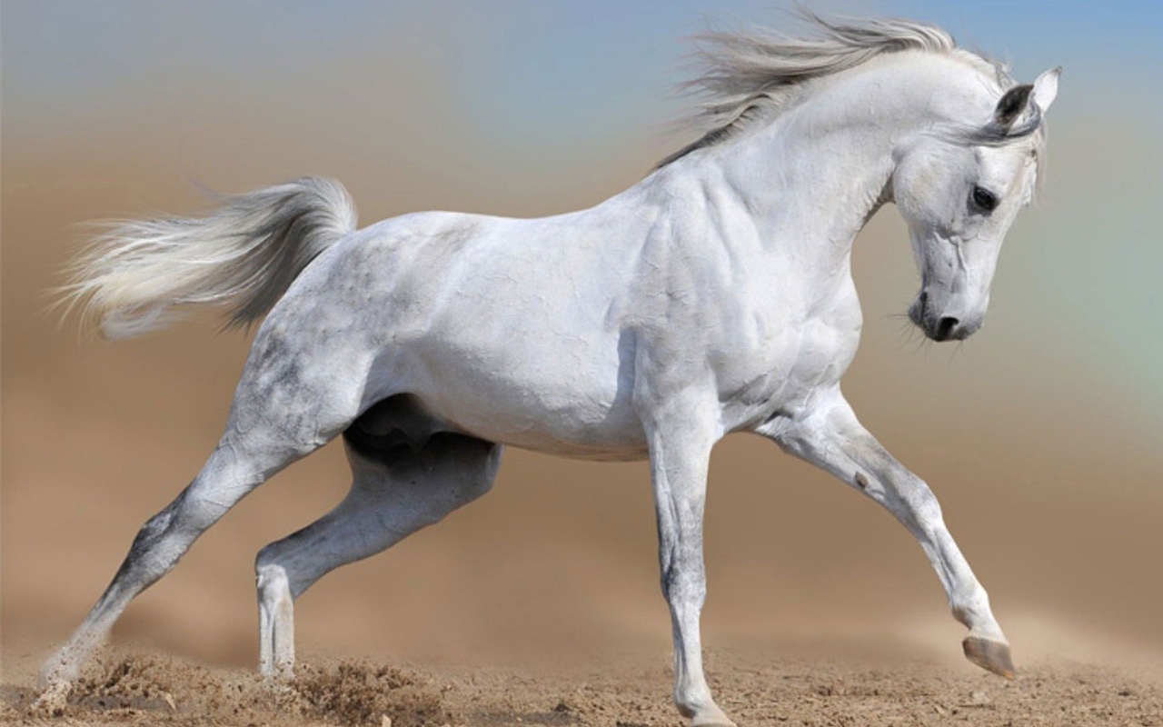 Beautiful White Horse03