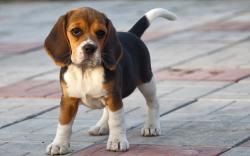 Beagle- Photo#01