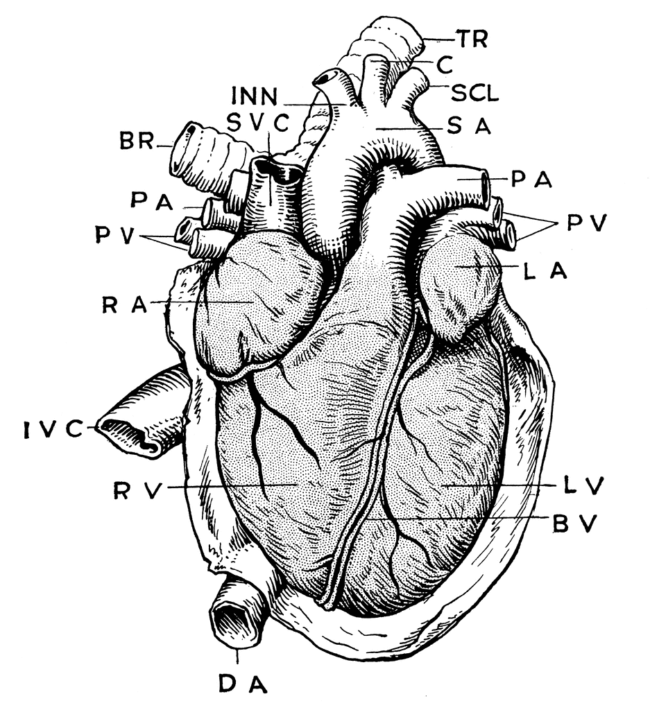 Black And White Heart Organ