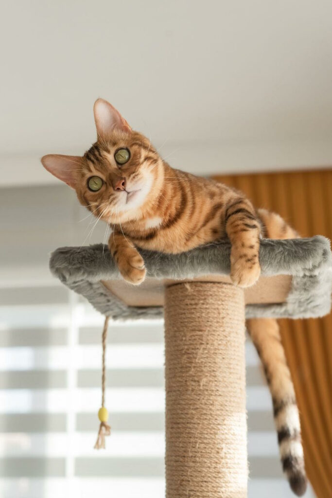 Image via Canva - cat on cat condo